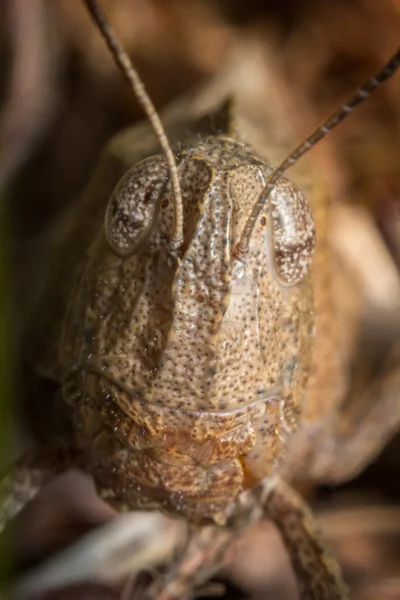 Carolina Locust Grasshopper — Stock Photo, Image