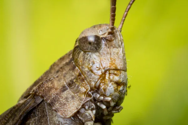 Carolina Locust szöcske — Stock Fotó