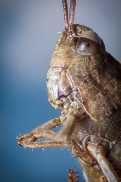 Carolina Locust kobylka — Stock fotografie