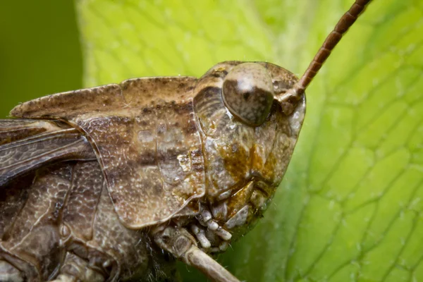 Carolina Locust szöcske — Stock Fotó