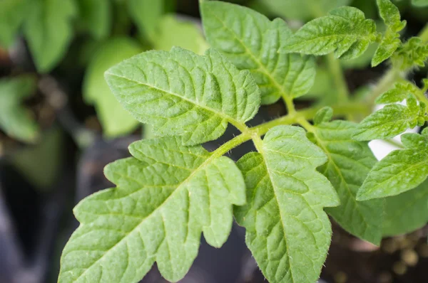 Heirloom tomatplantor — Stockfoto