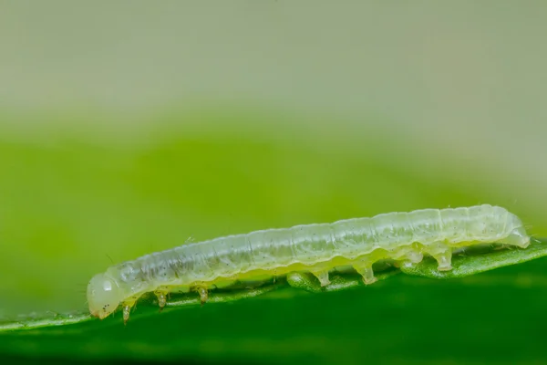 Grüner Zoll-Wurm — Stockfoto