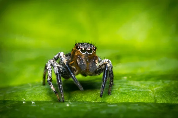 Saltar macro araña — Foto de Stock