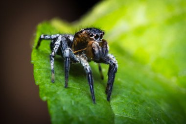 örümcek makro atlama