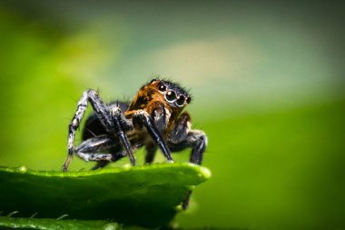 örümcek makro atlama