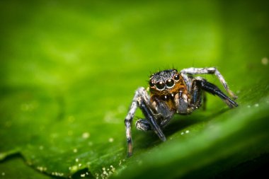 örümcek makro atlama
