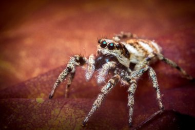 örümcek makro atlama