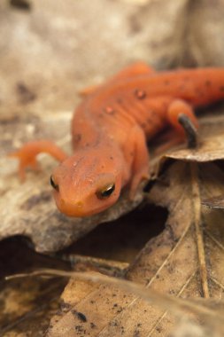 kırmızı benekli semender