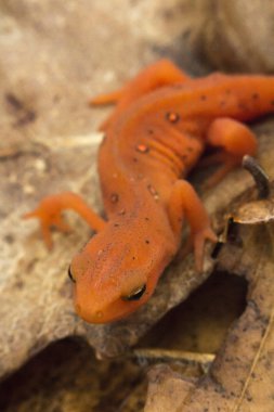 kırmızı benekli semender