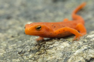 kırmızı benekli semender