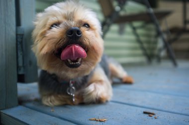 Yorkshire Terrier esneme