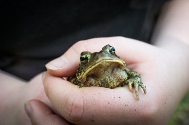 Doğu Amerikan kurbağa