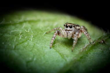 örümcek makro atlama