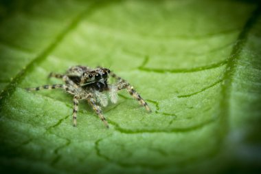 örümcek makro atlama