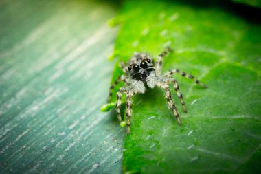 örümcek makro atlama