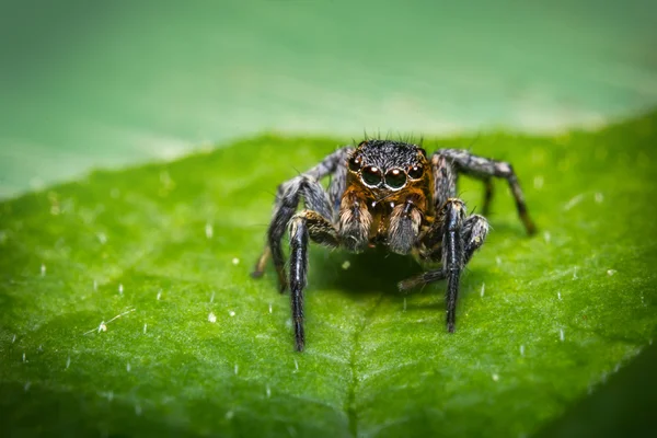 Стрибки павук макросу — стокове фото