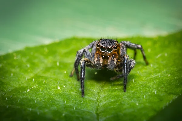 Jumping Spider Macro — Stock Photo, Image