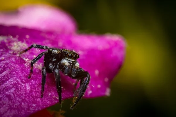 Skoki pająk makro — Zdjęcie stockowe