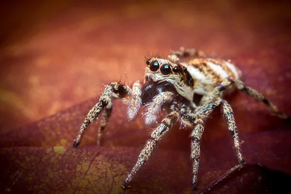 örümcek makro atlama