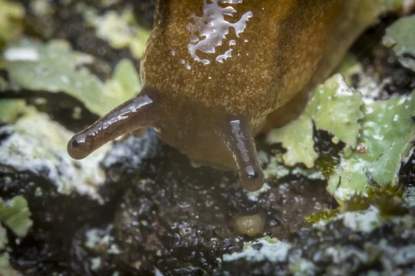 Slug de jardín común — Foto de Stock