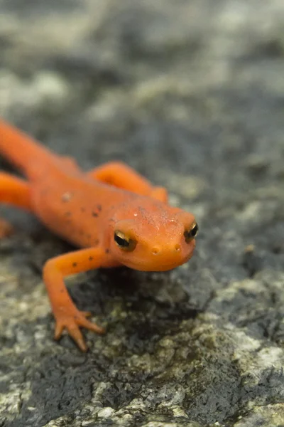 Newt manchado rojo —  Fotos de Stock