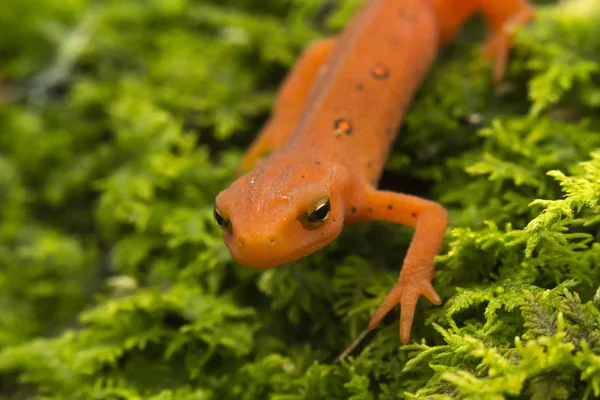 Rode gevlekte newt — Stockfoto