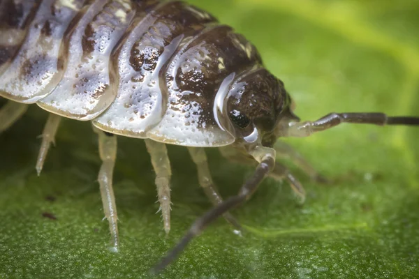 Píldora Bug Armadillidiidae — Foto de Stock