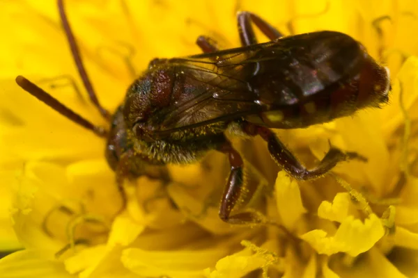 Kırmızı guguk arı — Stok fotoğraf
