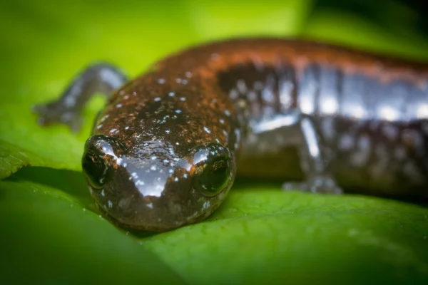 Salamander Green Leaf — 图库照片