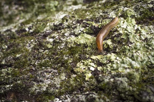 Slug giardino comune — Foto Stock