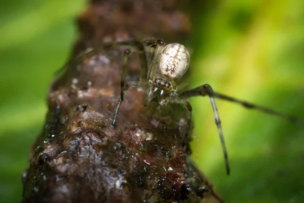 Kase ve bardak altlığı peçete örümcek — Stok fotoğraf