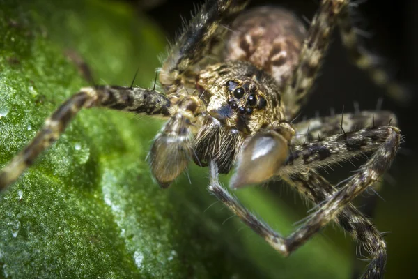 Aranha-lobo macro — Fotografia de Stock