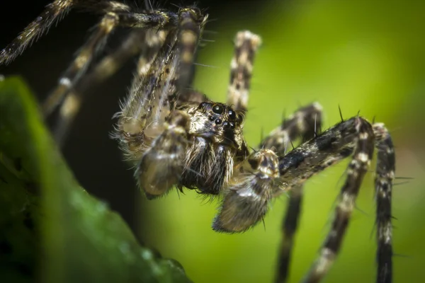 Aranha-lobo macro — Fotografia de Stock