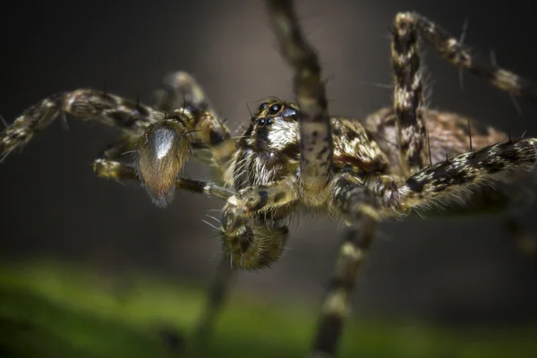 Macro araña lobo —  Fotos de Stock