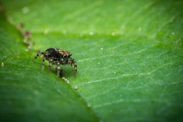 Hoppande spindel makro — Stockfoto