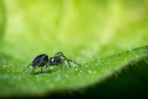 Saltar macro araña — Foto de Stock