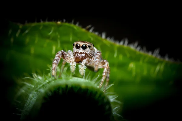 Macro aranha saltitante — Fotografia de Stock