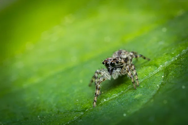 Saltar macro araña — Foto de Stock