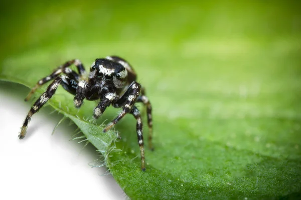 Macro araignée sauteuse — Photo