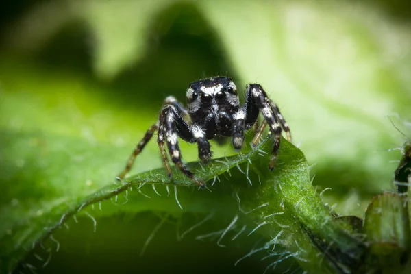 Saltar macro araña — Foto de Stock