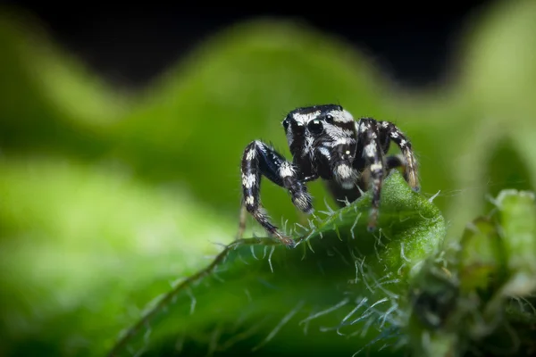 Saltar macro araña — Foto de Stock