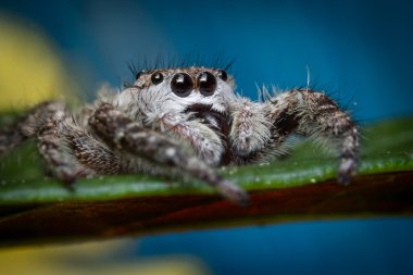 örümcek makro atlama