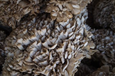 Organik karnabahar mantar