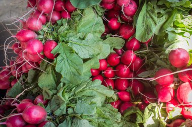 Organik kırmızı turp