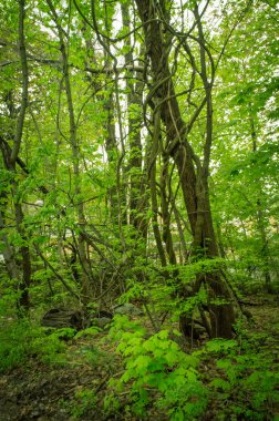 Ormanda üzüm ağaçlar