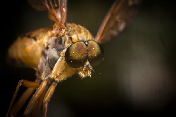 Летающая лошадиная муха — стоковое фото
