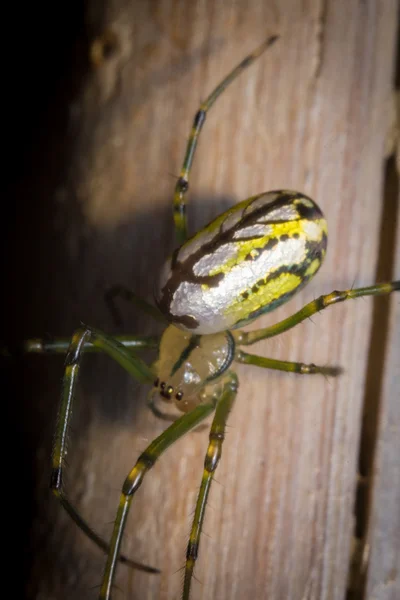 Orbweaver verger araignée — Photo