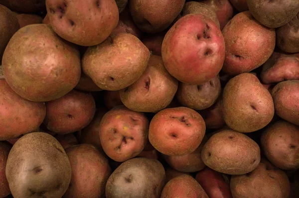 Patatas rojas ecológicas — Foto de Stock