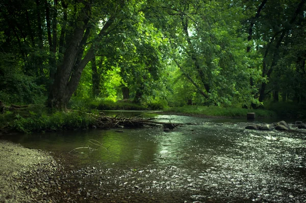 Green Summer Swamp — Stock Photo, Image