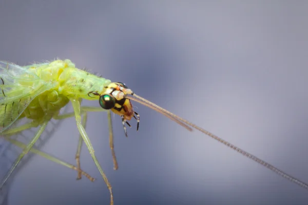 Légy zöld Lacewing — Stock Fotó